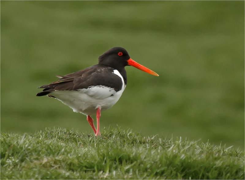 Oyster Catcher - David Pryke.jpg - Exhibition 2014